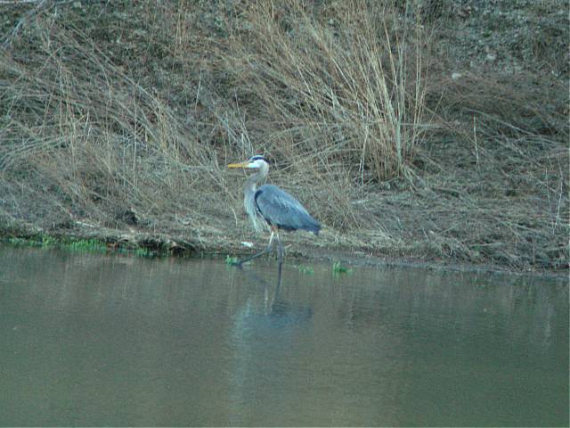 Great Blue Heron