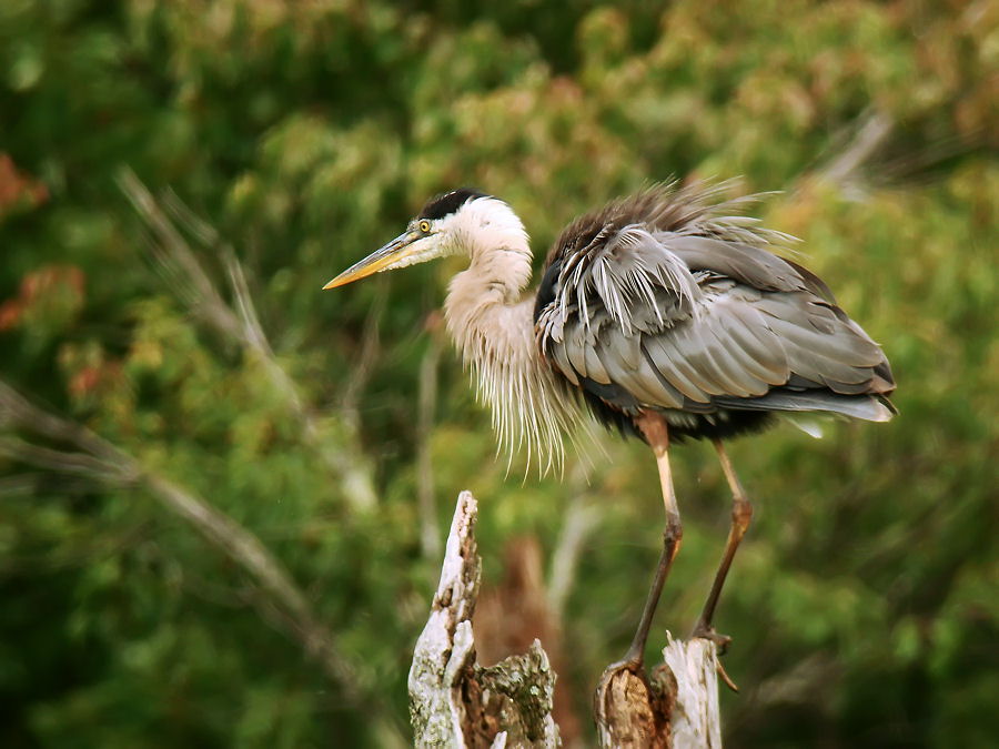 Great Blue Heron