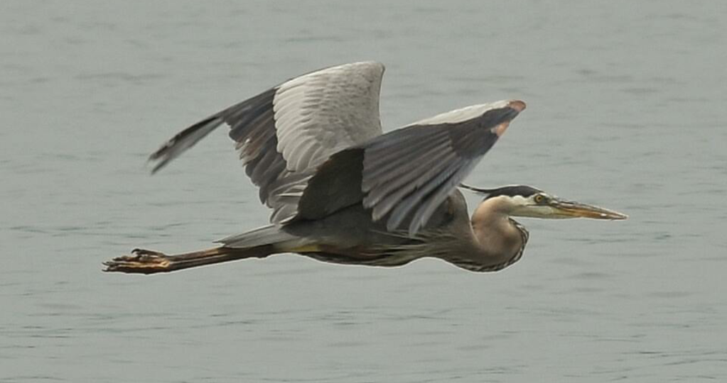 Great blue heron