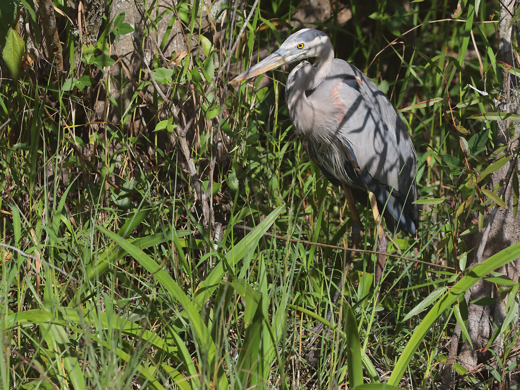 Great Blue Heron