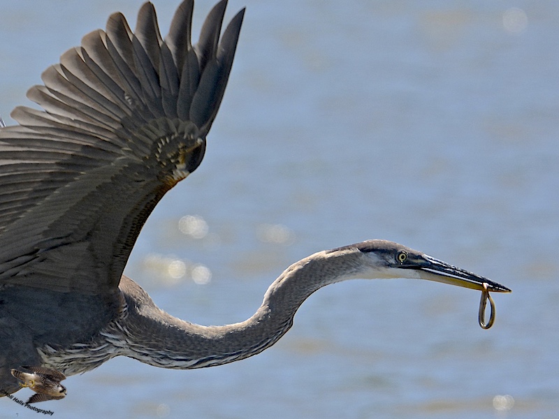 Great Blue heron