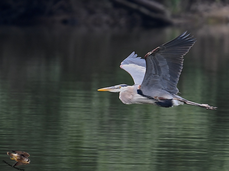 Great Blue Heron