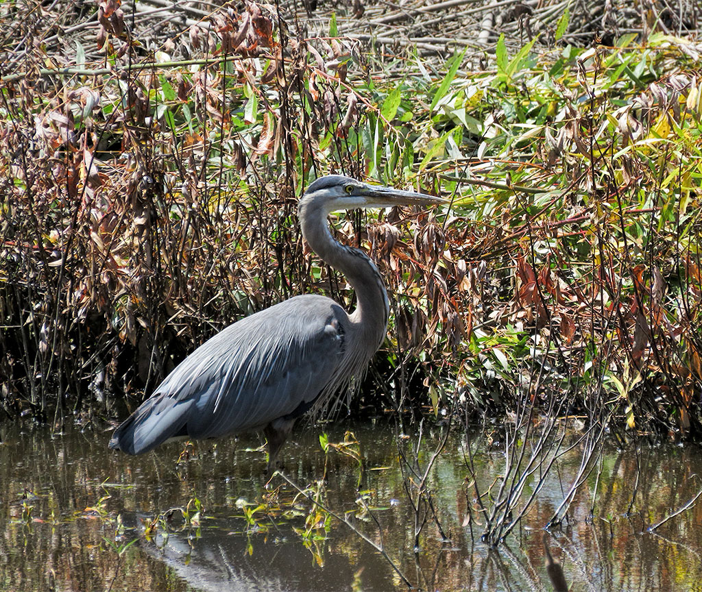 Great Blue Heron