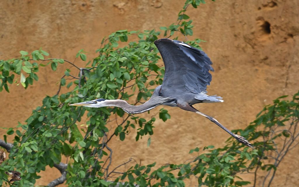 Great Blue Heron