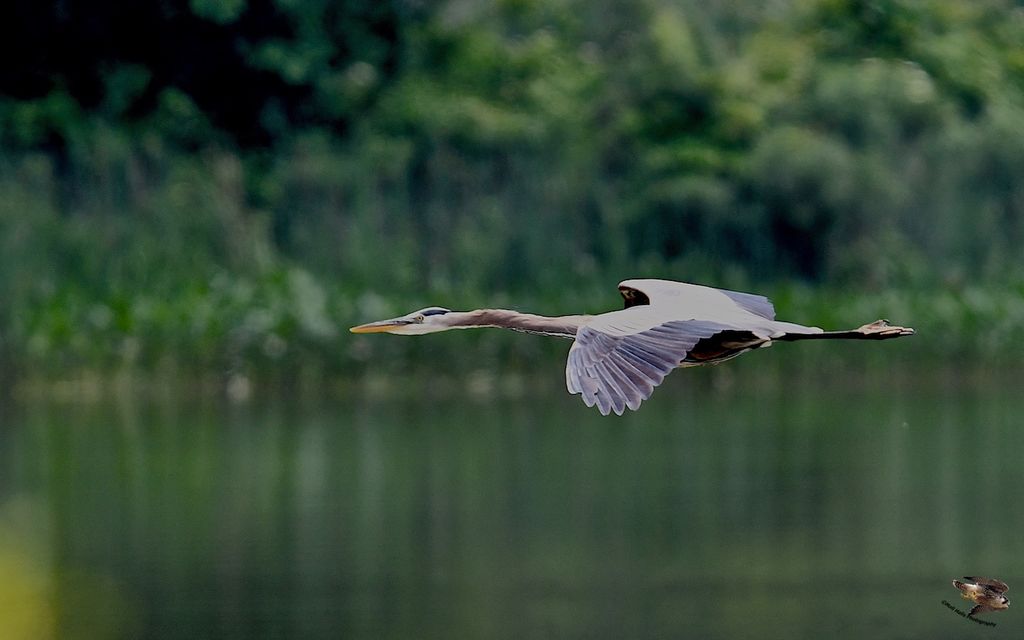 Great Blue Heron