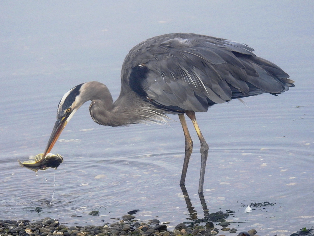 Great Blue Heron