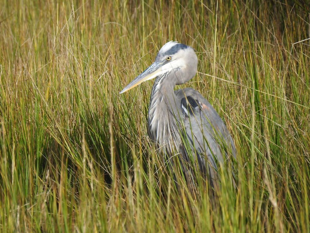 Great Blue Heron