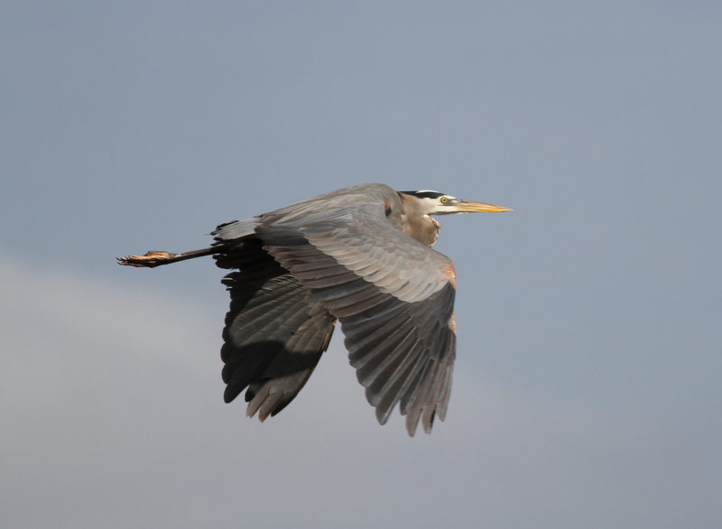 Great Blue Heron