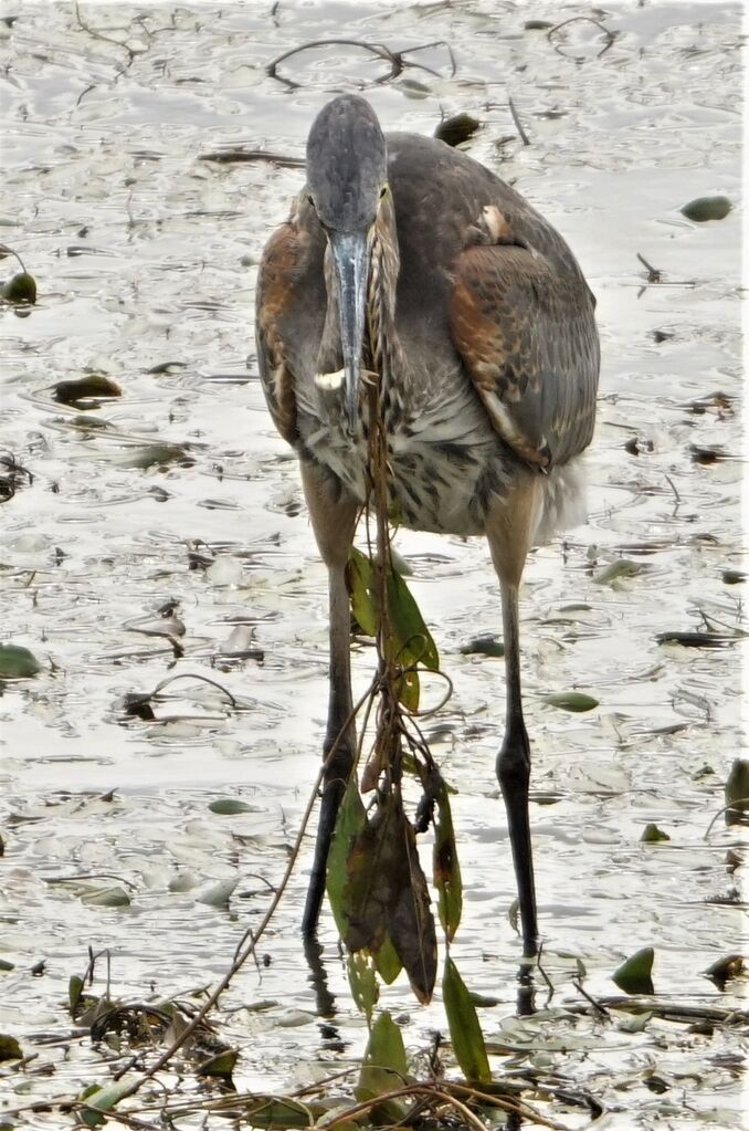 great blue heron