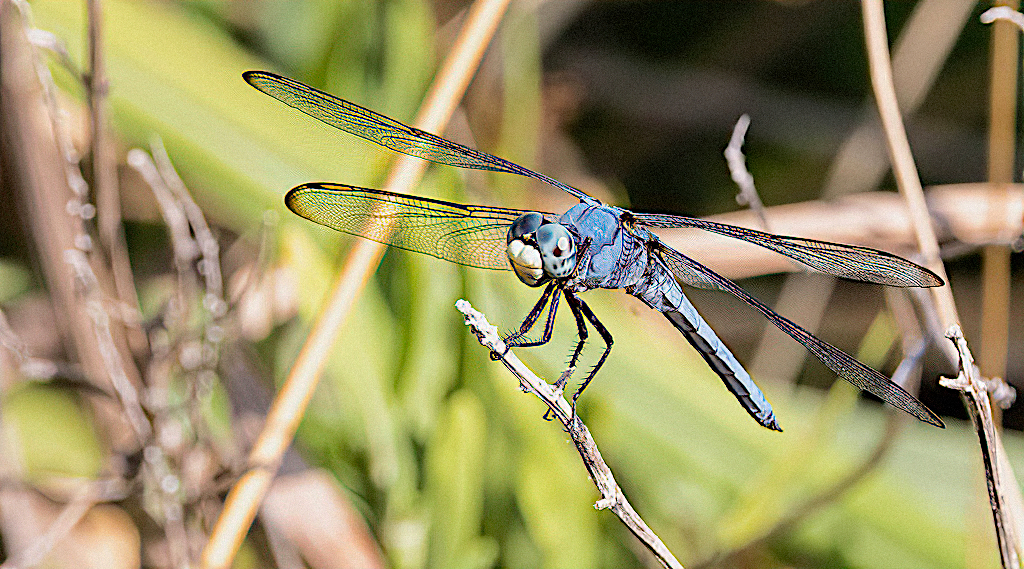 Great Blue Skimmer, Male