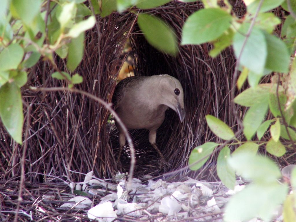 Great Bowerbird