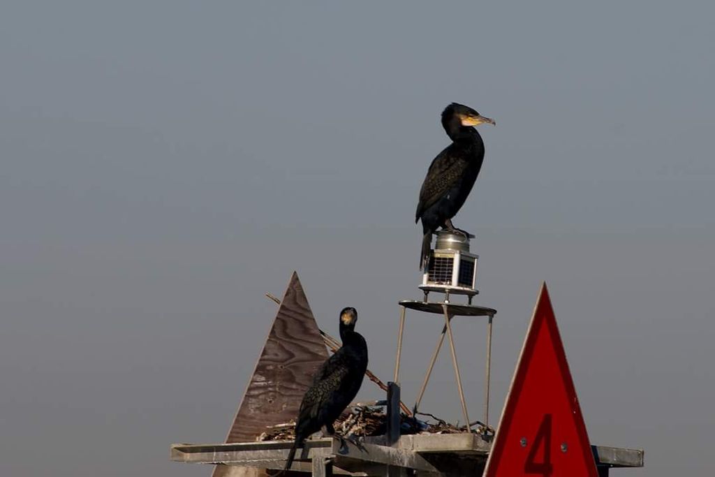 Great cormorant