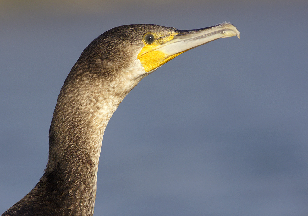 Great Cormorant