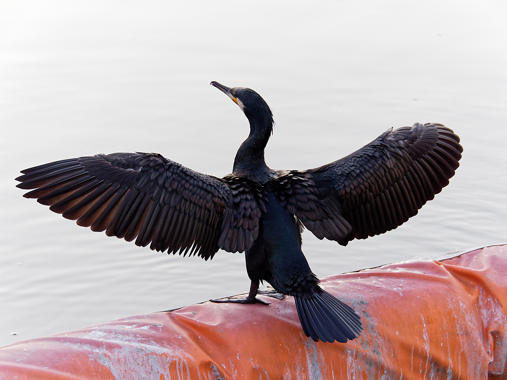 Great Cormorant