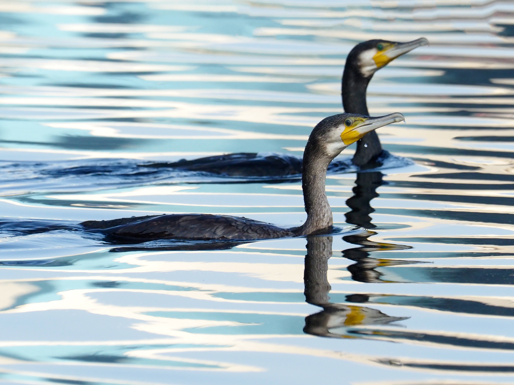 Great cormorant