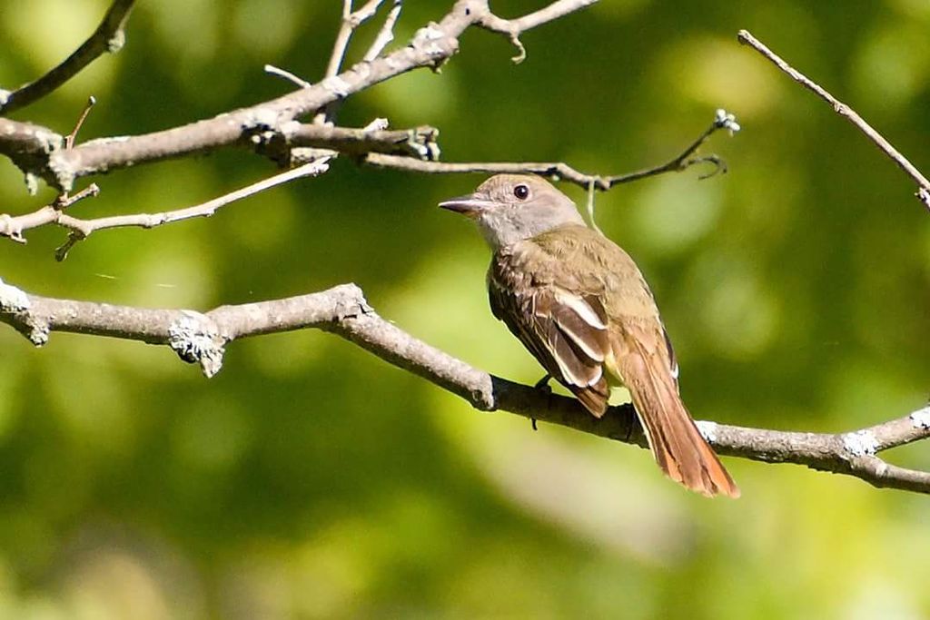 Great crested Flycatcher