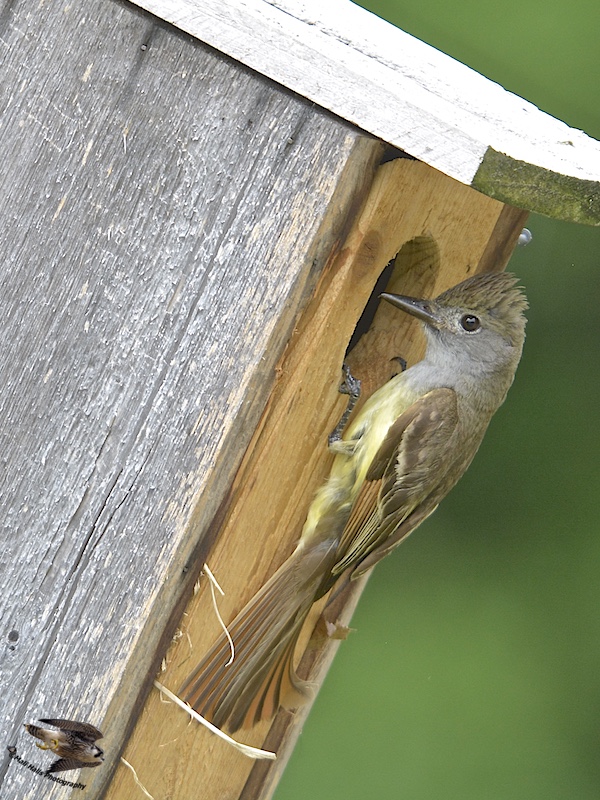 Great Crested Flycatcher