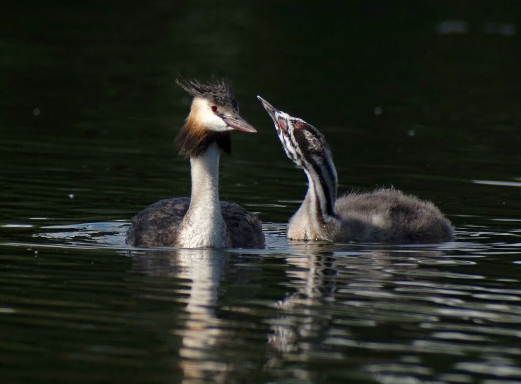 Great Crested Grebe, adult and youngster