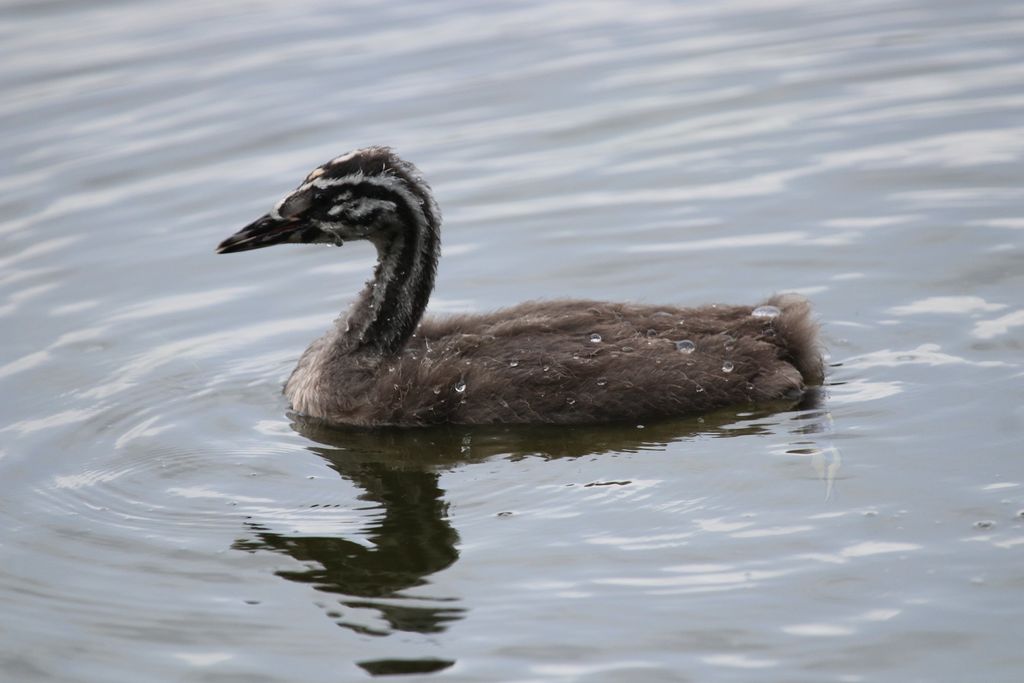 Great Crested Grebe juvenile