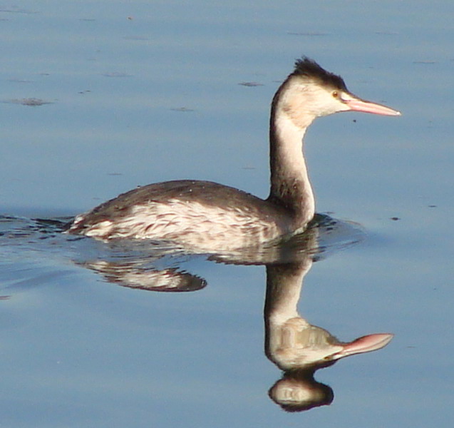 Great - Crested Grebe