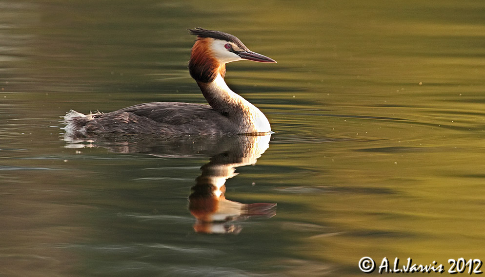 Great Crested Grebe