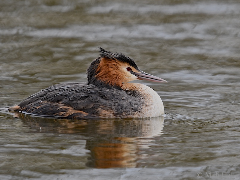 Great Crested Grebe