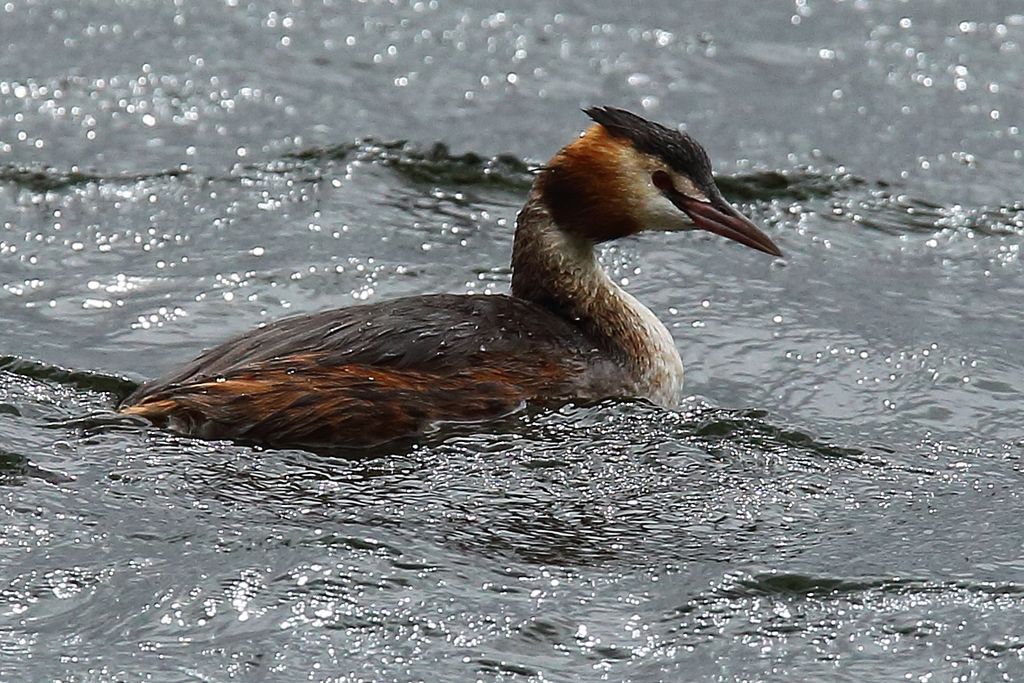 Great Crested Grebe