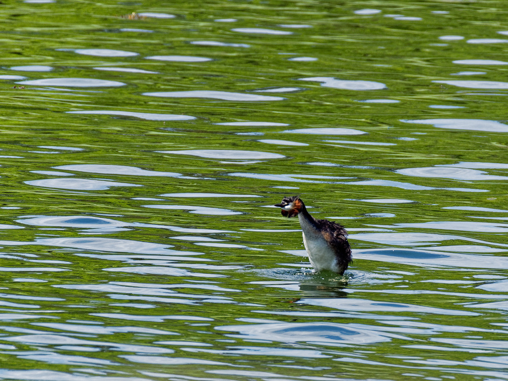 Great Crested Grebe