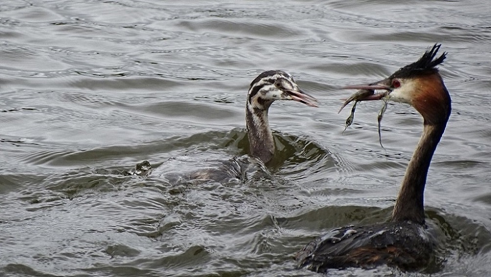 Great Crested Grebe