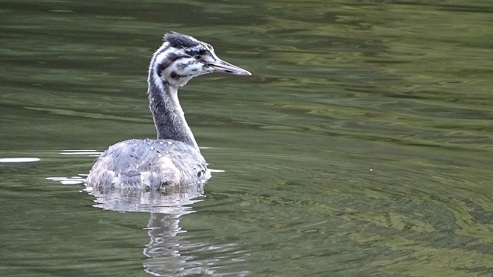 Great Crested Grebe