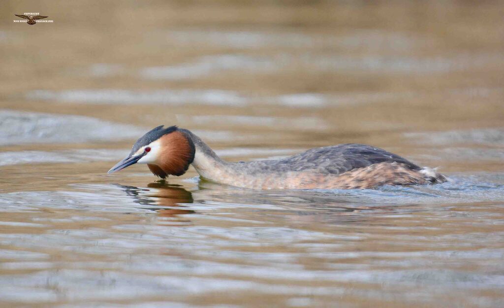 Great Crested Grebe