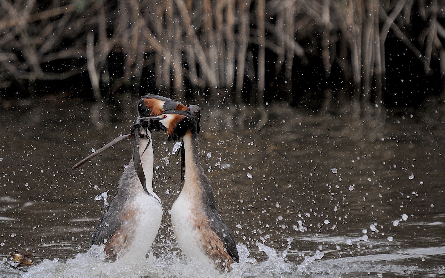 Great Crested Grebes 2516.jpg