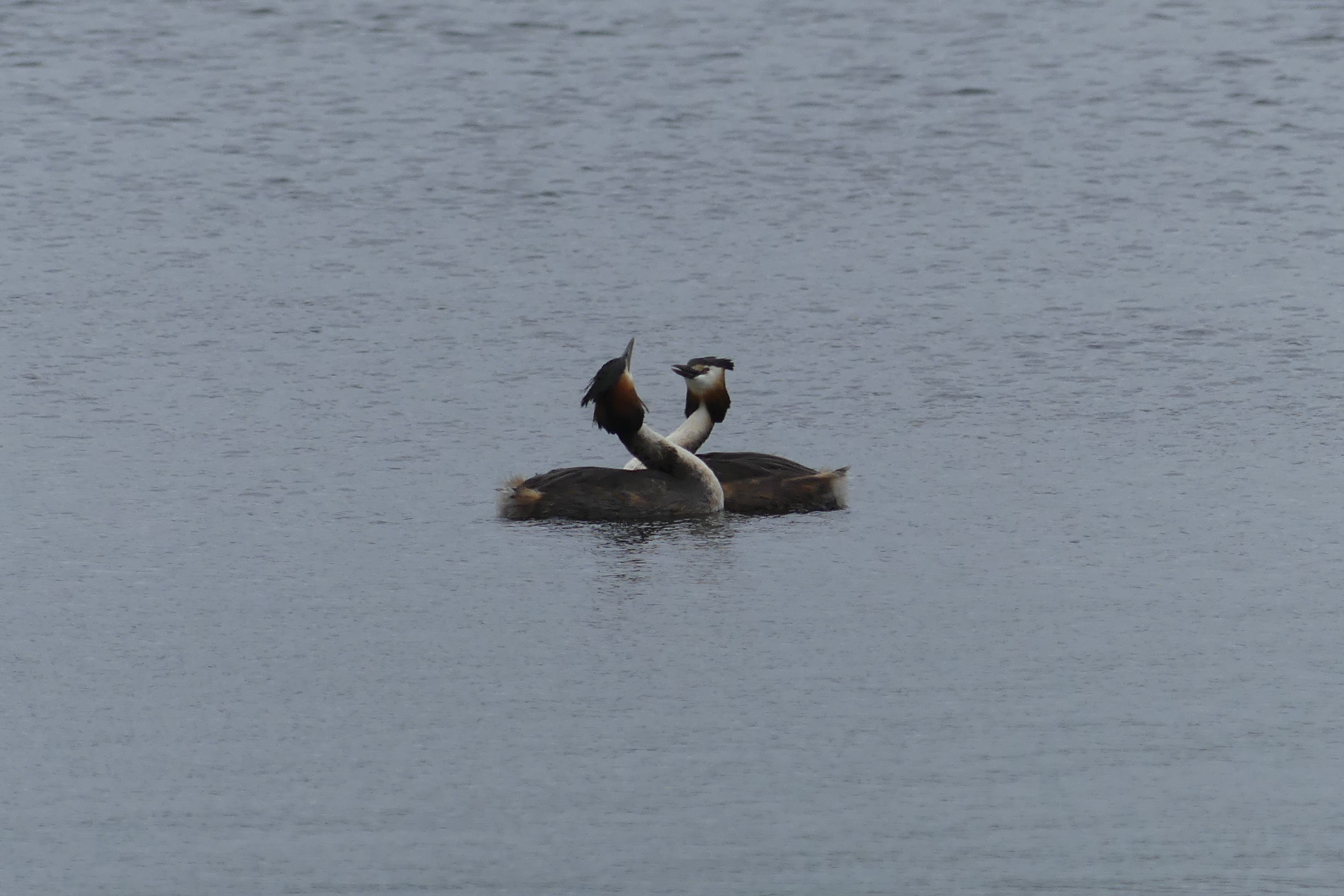 Great Crested Grebes2.JPG