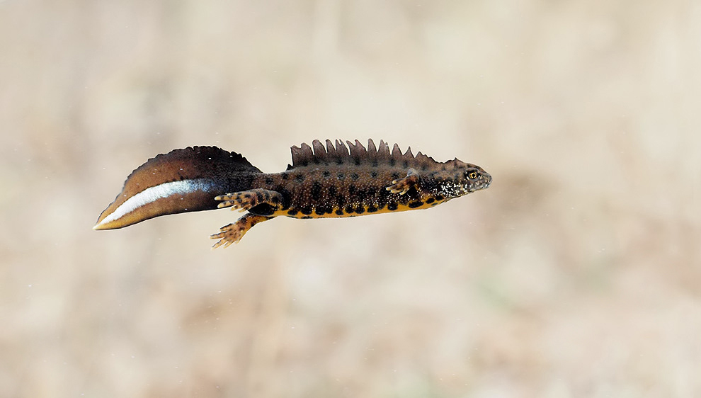 Great Crested Newt