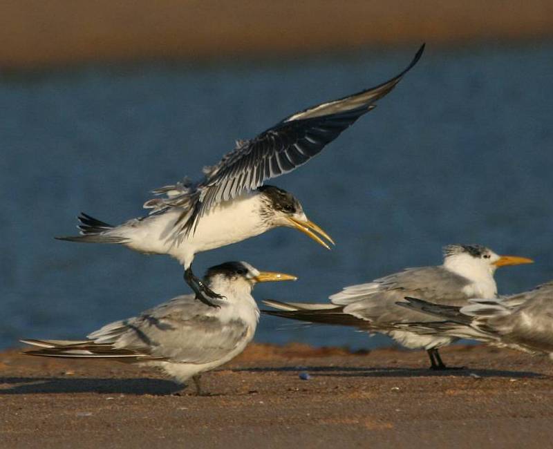 Great Crested Tern