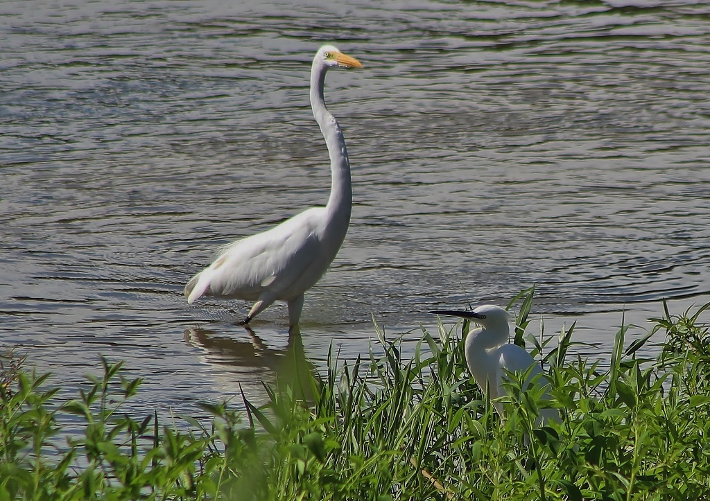 Great Egret &amp; Little Egret