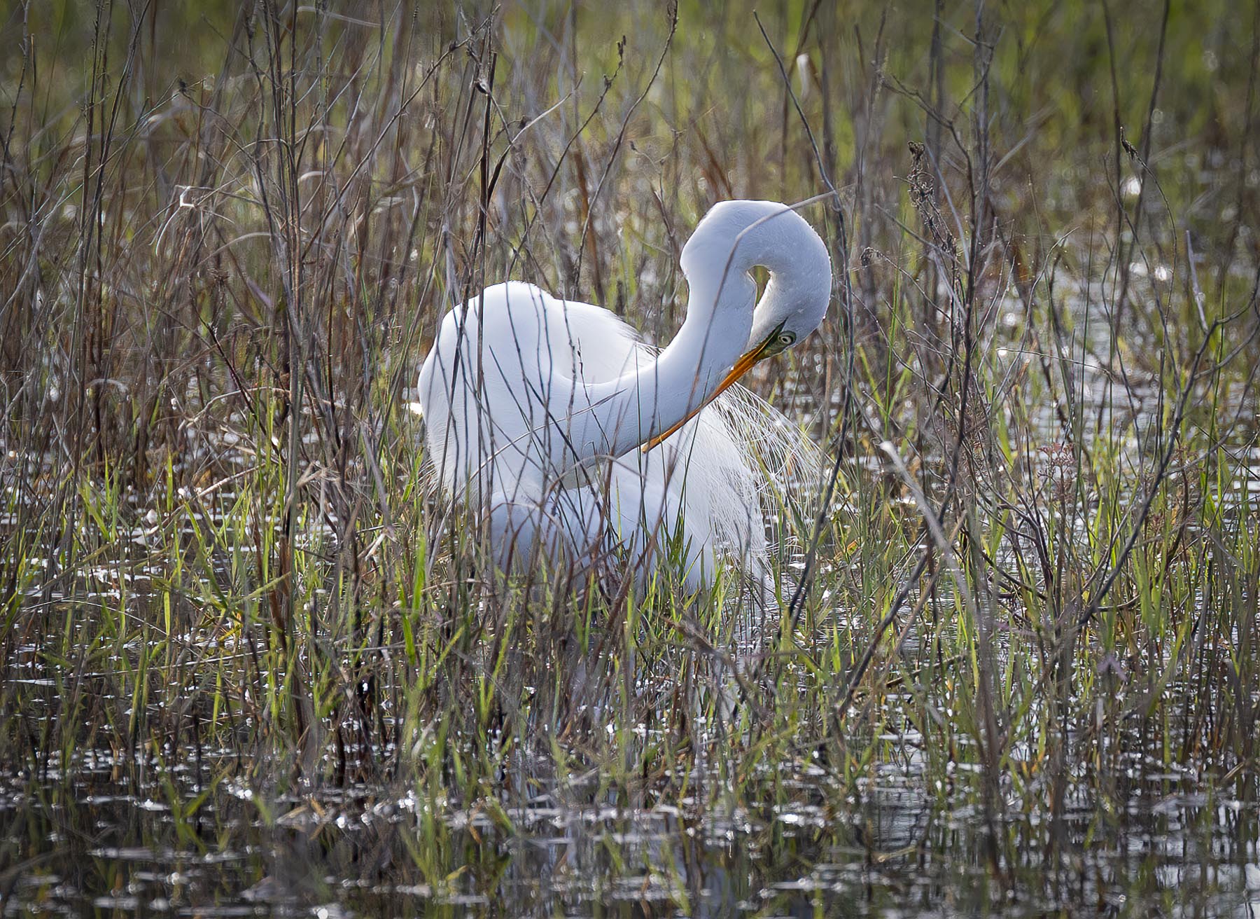 Great Egret (Ardea Alba)