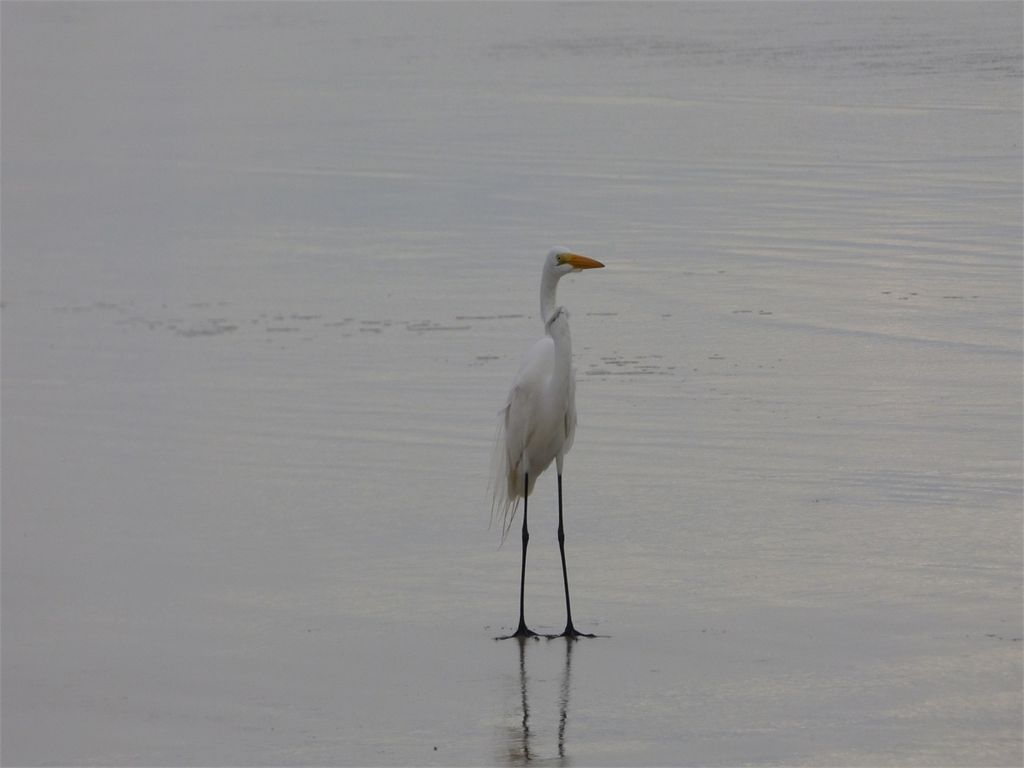 Great Egret bravin' it