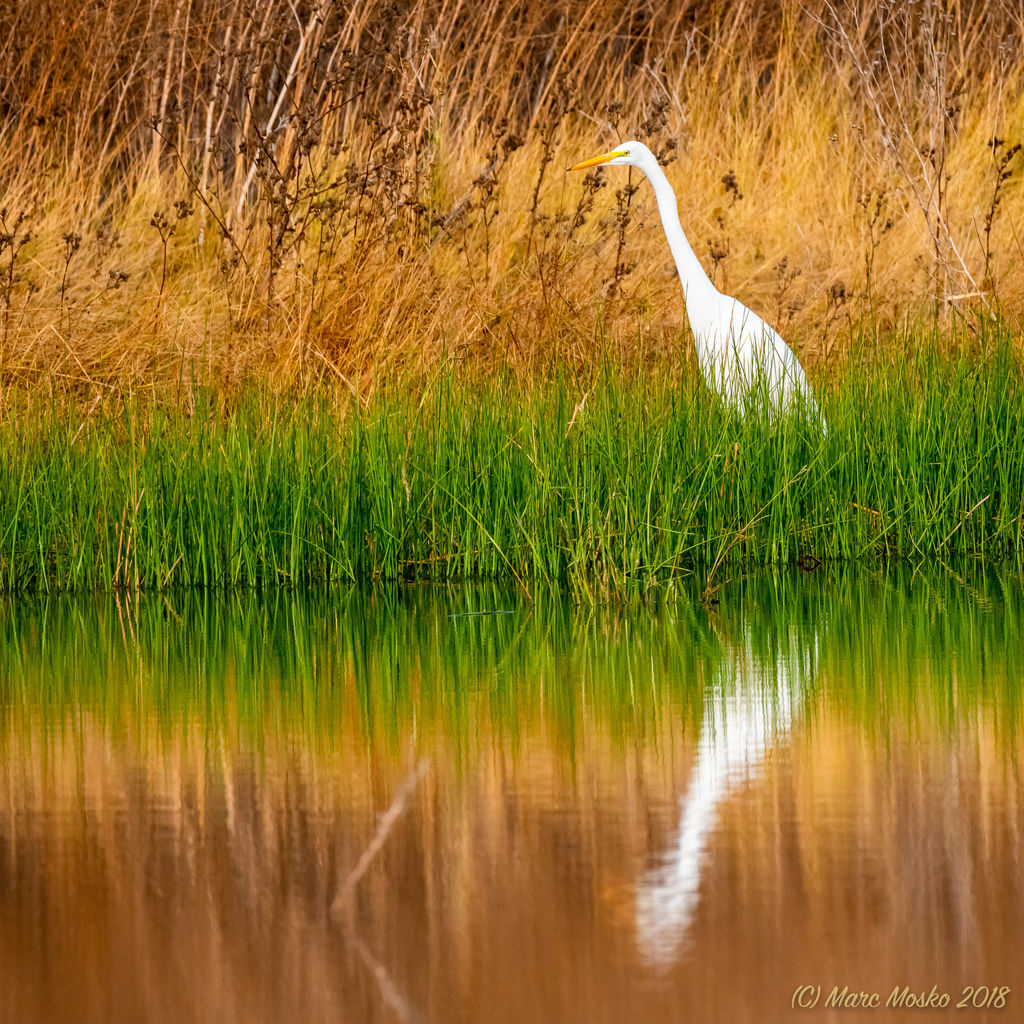 Great Egret in Grasses