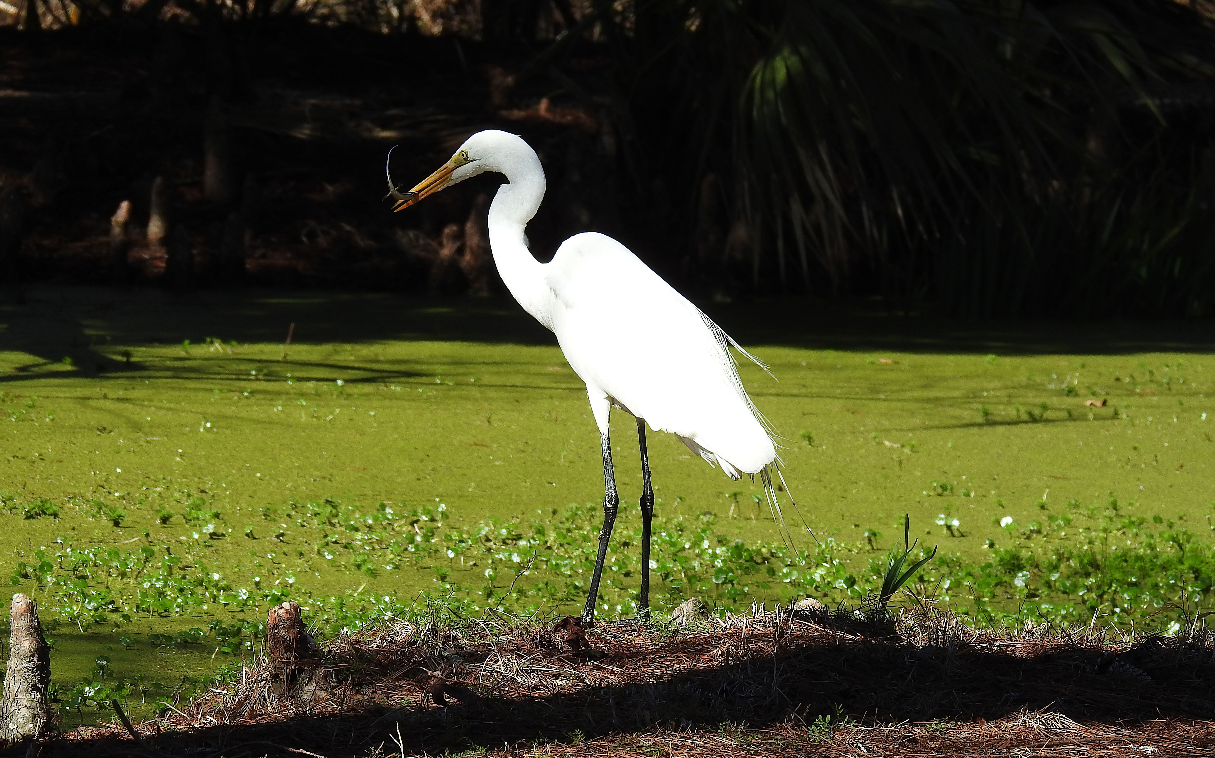 Great Egret.jpg