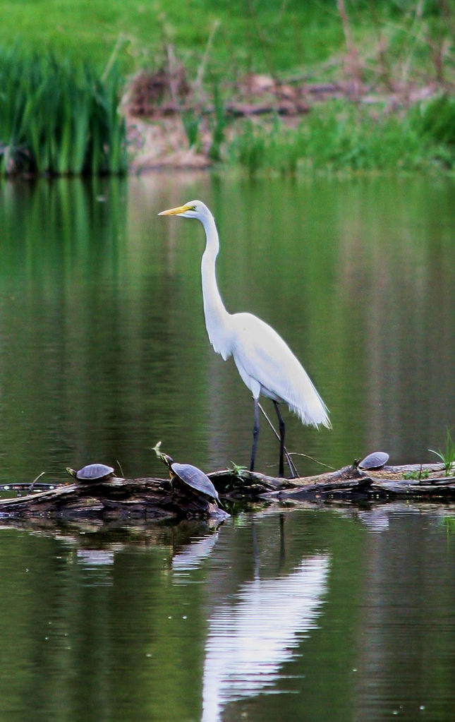 Great Egret