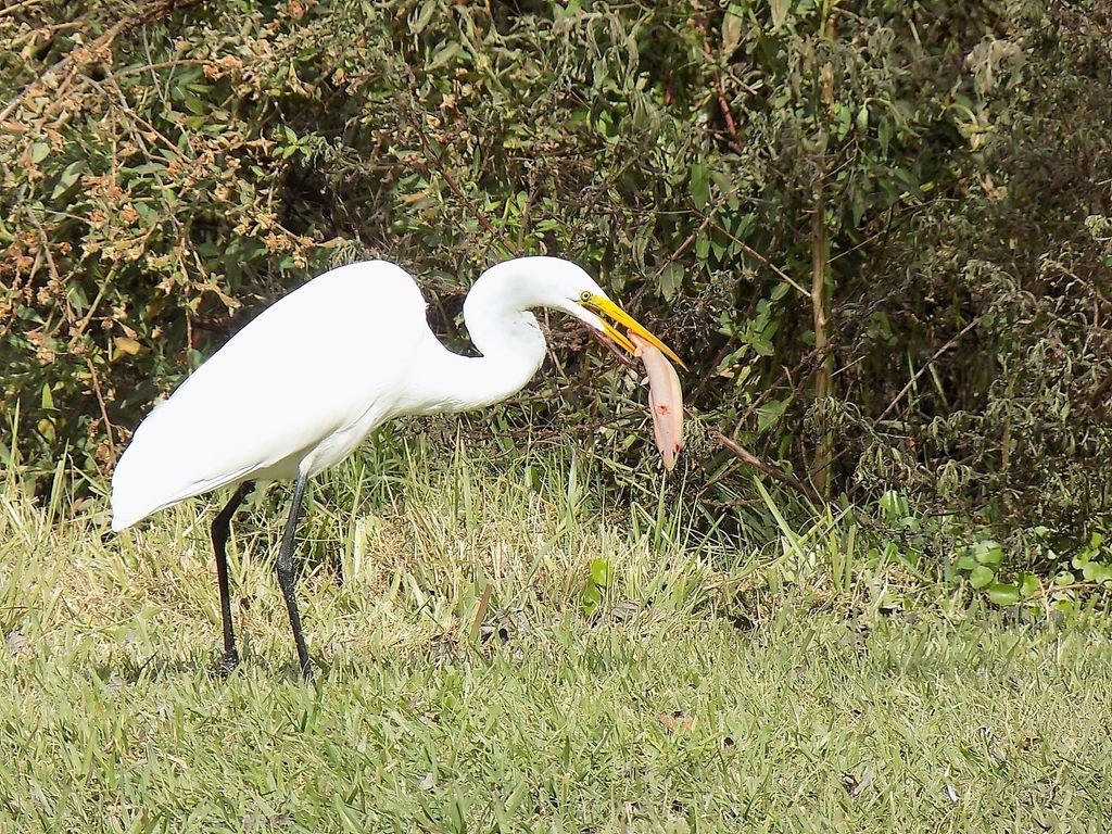 Great Egret