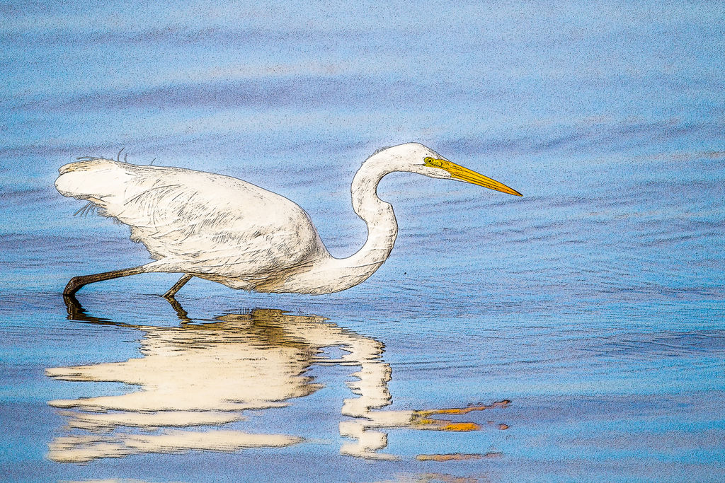 Great Egret