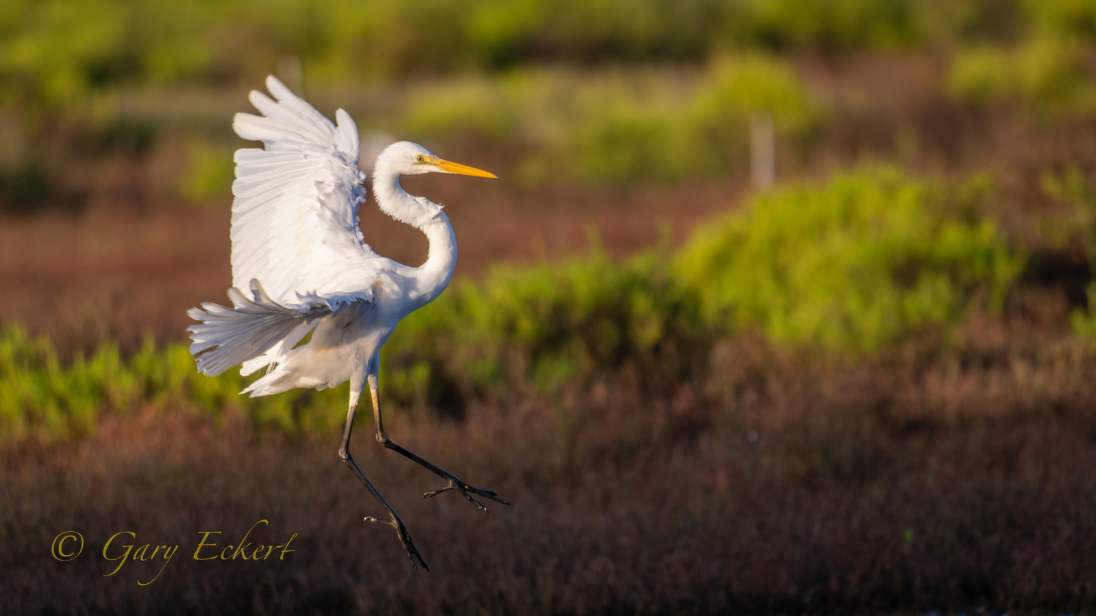 Great Egret