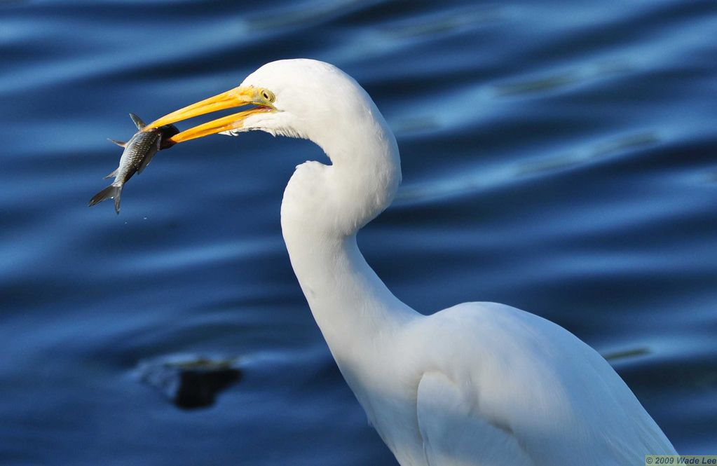 Great Egret's Catch