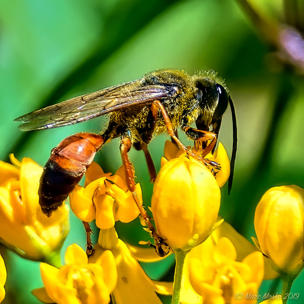 Great Golden Digger Wasp