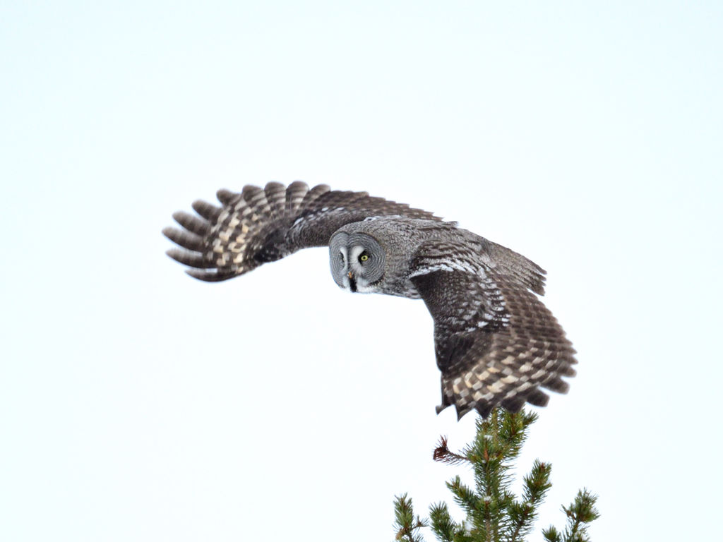 Great Grey Owl