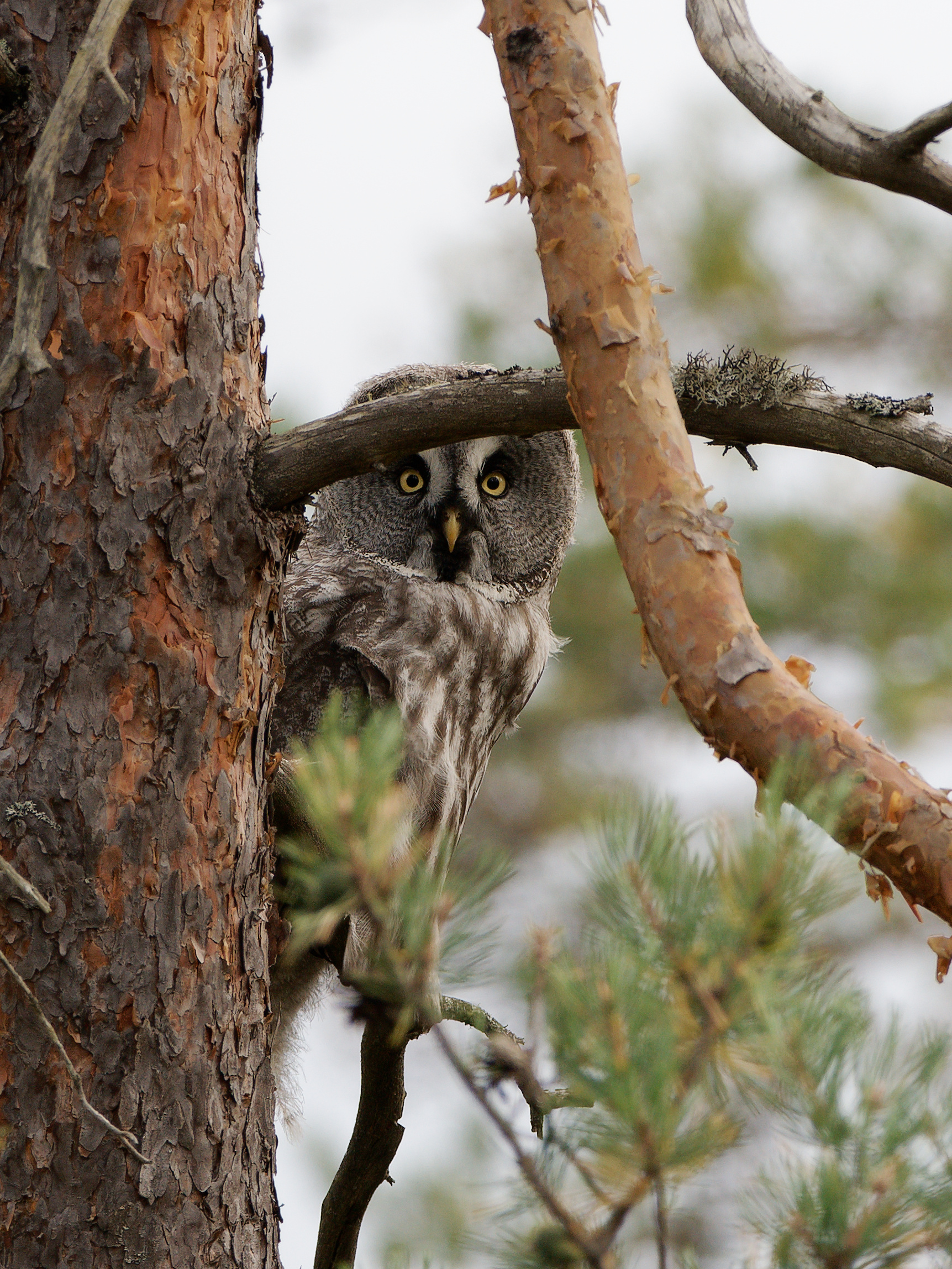 Great grey owl