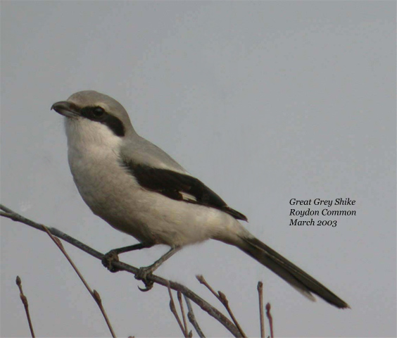 Great Grey Shrike