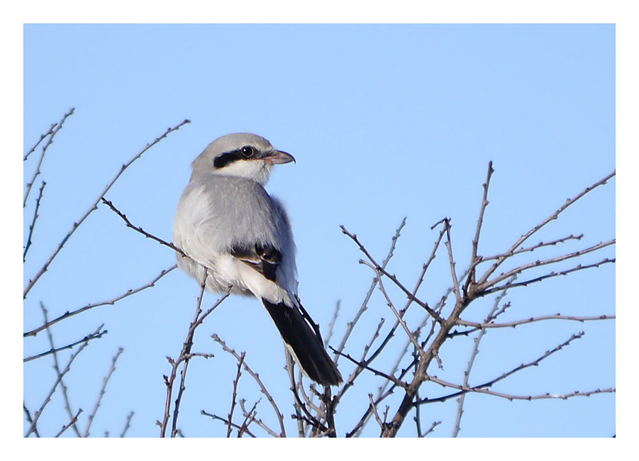 Great Grey Shrike